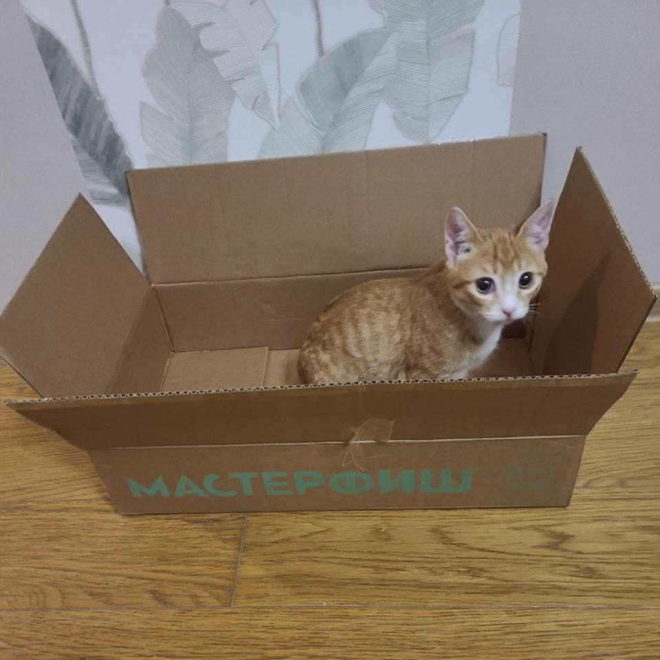 Cat